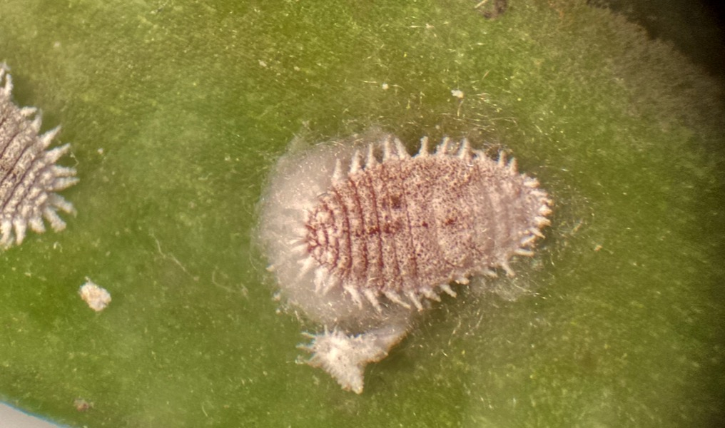 Cochenille farineuse femelle