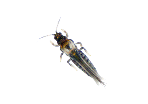 Echinothrips