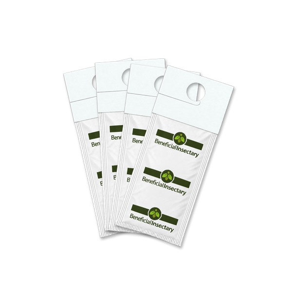 Neoseiulus cucumeris (Sachets)